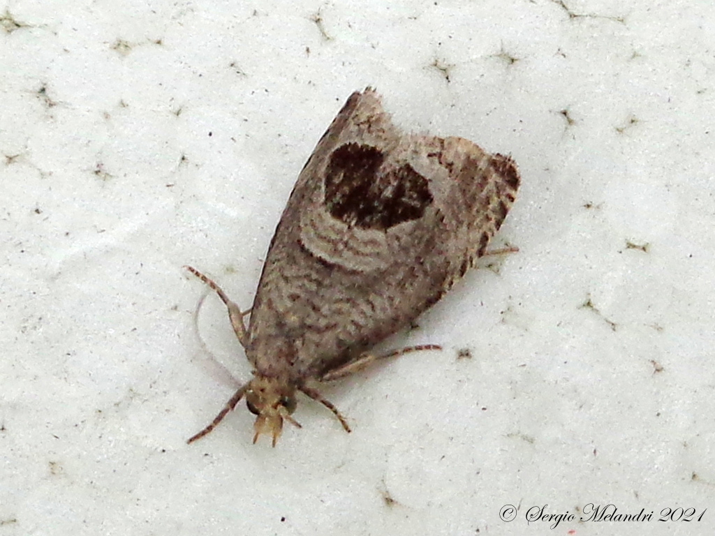 Tortricidae ? S, Notocella uddmanniana